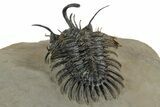 Short-Fork Walliserops Hammi Trilobite - Foum Zguid, Morocco #350488-4
